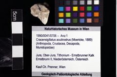 Foto (Objket + Etiketten) von Cracensigillatus acutirostrus (Moericke, 1889) 